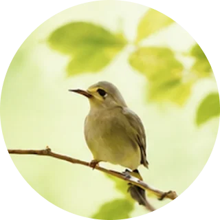 木の枝にとまる小鳥